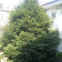 فروش کاج نیول