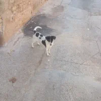 پیدا شده|حیوانات|کرمان, |دیوار