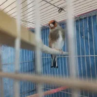 عروس هلندی کار سهره مست دهن قناری|پرنده|تربت جام, مسکن مهر|دیوار