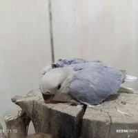 طوطی کوتوله برزیلی|پرنده|شهرضا, |دیوار