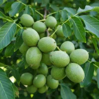 نهال گردو چندلر پربار، پوست‌نازک و سودآور