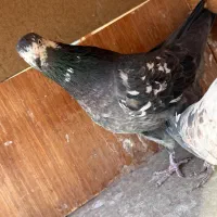 کفتر قلمه|پرنده|تهران, اکباتان|دیوار