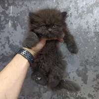 توله پرشین چاکلت خاص