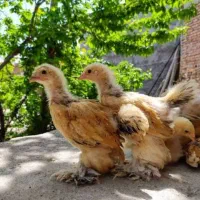 پیش فروش جوجه برهما،سلطان و...