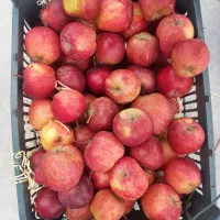 سیب درجه ۲|خوردنی و آشامیدنی|اشنویه, |دیوار