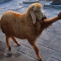 گوسفندزنده دشت مغان تخفیف ویژه  سرویس رایگان