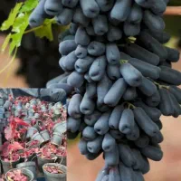 نهالستان (فروش انواع نهال اصلاح شده)|خدمات باغبانی و درختکاری|اقلید, |دیوار