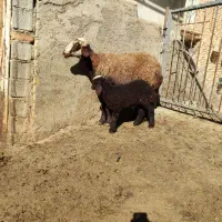 میش وبره افشاری|حیوانات مزرعه|زالیان, |دیوار