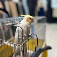 عروس هلندی به اسم چنگیز گمشده