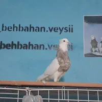 پرنده طوقی فروشی|پرنده|بهبهان, |دیوار