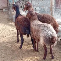 بره ماده کاور افشاری میش|حیوانات مزرعه|مشهد, ارشاد|دیوار
