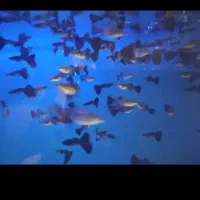 ماهی گوپی|ماهی|اسفراین, |دیوار