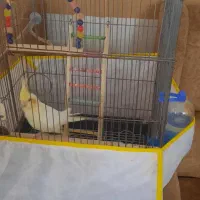 عروس هلندی با قفس و تمامی وسایل هاش