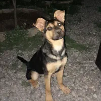 سگ ژرمن ماده