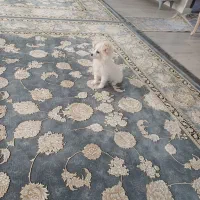 پامرین6ماهه