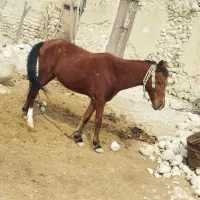 اسب مادیان|اسب و تجهیزات اسبسواری|بندر دیر, |دیوار