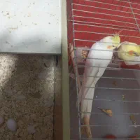 عروس هلندی|پرنده|اهواز, فرهنگ شهر|دیوار