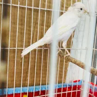 قناری|پرنده|شوشتر, |دیوار