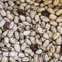 لوبیا چیتی لوکس درجه 1