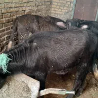 فروش 2راس گوساله گاومیش حشوه سالم|کالسکه و لوازم جانبی|اهواز, گلدشت|دیوار