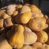 کوله که محلی درجه یک