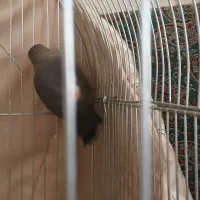 طوطی برزیلی  دستی