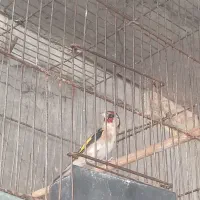 سره سر سیاه نرمست