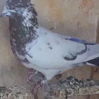 سلام  نرکل دم  قهوه ای کاکلی