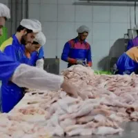 بیخس کاری و قطعه بندی مرغ در کشتارگاه|استخدام خدمات فروشگاه و رستوران|باغستان, |دیوار