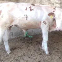 فروش 2گوساله سمینتال در شادگان