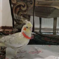 عروس هلندی نر و ماده