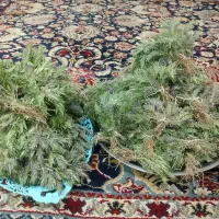 دارو‌دواگیاهی‌کاکتی‌ کلپوره‌