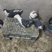 4تا ماده چپ وساده افشون|پرنده|تربت‌حیدریه, حاجی یار‎|دیوار