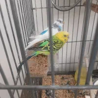 مرغ عشق جفت دستی معاوضه با عروس