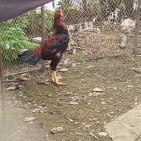 خروس لاری اصیل