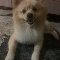 سگ آموزش دیده فوق العاده|سگ|پاکدشت, پاکدشت (مامازند)|دیوار