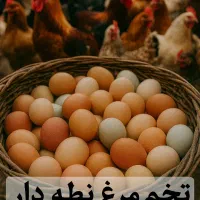 به عکس توجه کنید  تخم مرغ نطفه دار