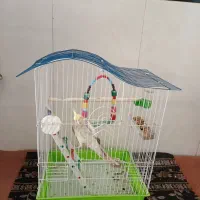 عروس هلندی|پرنده|سنندج, |دیوار