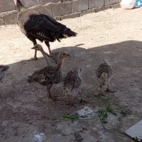 جوجه بوقلمون