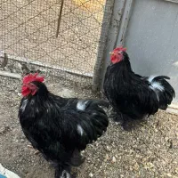 خروس کوشین