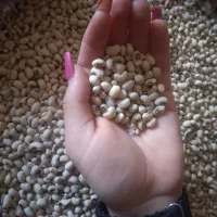 جارو  لوبیا چشم بلبلی|لوازم نظافت|مشگین شهر, |دیوار