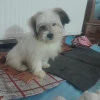 سگ پا گوتا شیتزو