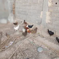 همه با هم دونه ای 350