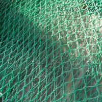 جل قایق حلوا|ماهیگیری|بمانی, |دیوار