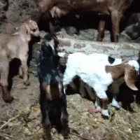 بز و بزغاله|حیوانات مزرعه|تیکمه داش, |دیوار