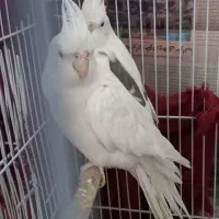 جفت البینو دوکت