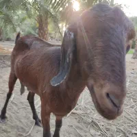 بز فروشی
