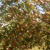 خدمات کارهای باغ و باغشهر وفروش مرغوب ترین درختان|خدمات باغبانی و درختکاری|شیراز, شهرک گلستان|دیوار