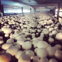 کارگر کارخانه قارچ