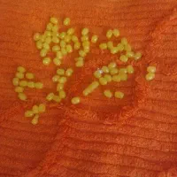 تسبیح شاه مقصود